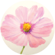 How to paint a cosmos flower in watercolor paint.