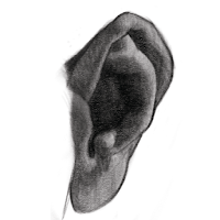 A drawing of the ear.