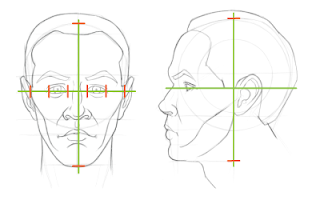 Head proportions: Placing and sizing the eyes, front view and side view