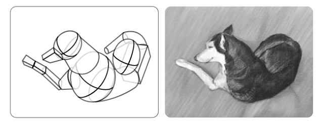The simplified forms used to set up this drwing of a dog.