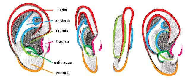 The structures of the ear as seen from different views.